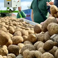 Przewóz ziemniaków do Niemiec: Czy to legalne? Uniknij kary!