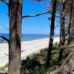Piękna plaża w Gdańsku Stegnie, widok przez sosnowy las na spokojne morze i piaszczysty brzeg.