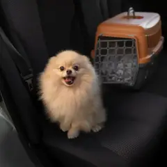 Puszysty piesek pomeranian czeka na podróż Flixbusem. Obok niego stoi transporter.