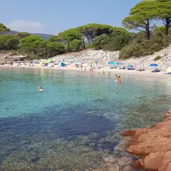 Słoneczna plaża Palombaggia z turkusową wodą, piaszczystym brzegiem, sosnami i turystami odpoczywającymi pod parasolami.