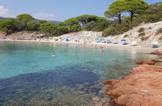 Słoneczna plaża Palombaggia z turkusową wodą, piaszczystym brzegiem, sosnami i turystami odpoczywającymi pod parasolami.