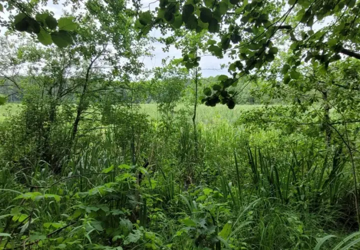 Zielona, bujna roślinność nad brzegiem jeziora. W oddali widać pole, a nad nim niebo. To piękna brodnica trasa.