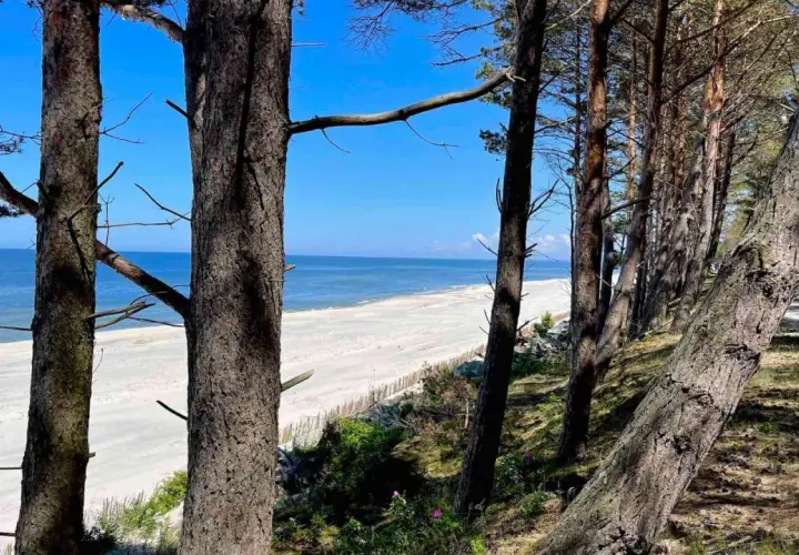 Piękna plaża w Gdańsku Stegnie, widok przez sosnowy las na spokojne morze i piaszczysty brzeg.