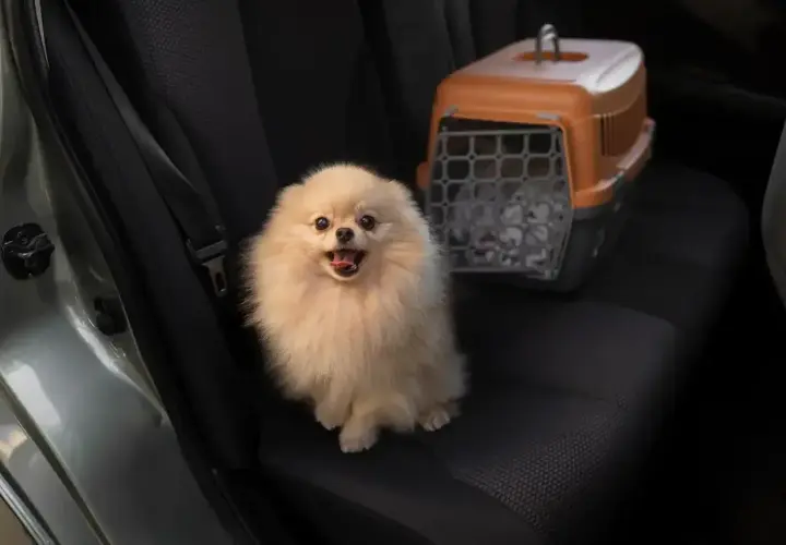 Puszysty piesek pomeranian czeka na podróż Flixbusem. Obok niego stoi transporter.