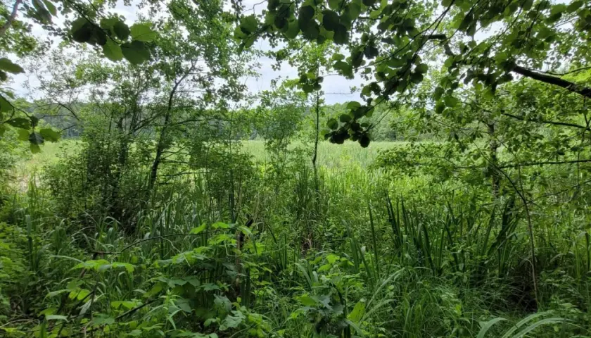 Zielona, bujna roślinność nad brzegiem jeziora. W oddali widać pole, a nad nim niebo. To piękna brodnica trasa.
