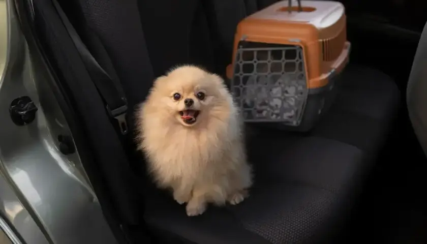 Puszysty piesek pomeranian czeka na podróż Flixbusem. Obok niego stoi transporter.