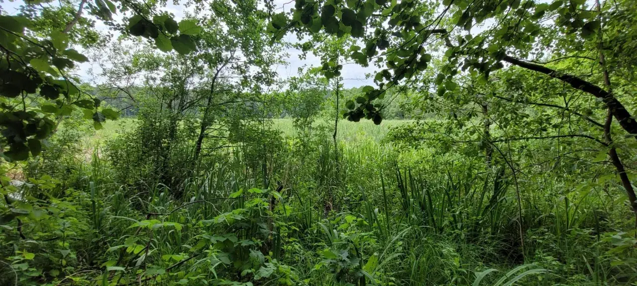 Zielona, bujna roślinność nad brzegiem jeziora. W oddali widać pole, a nad nim niebo. To piękna brodnica trasa.