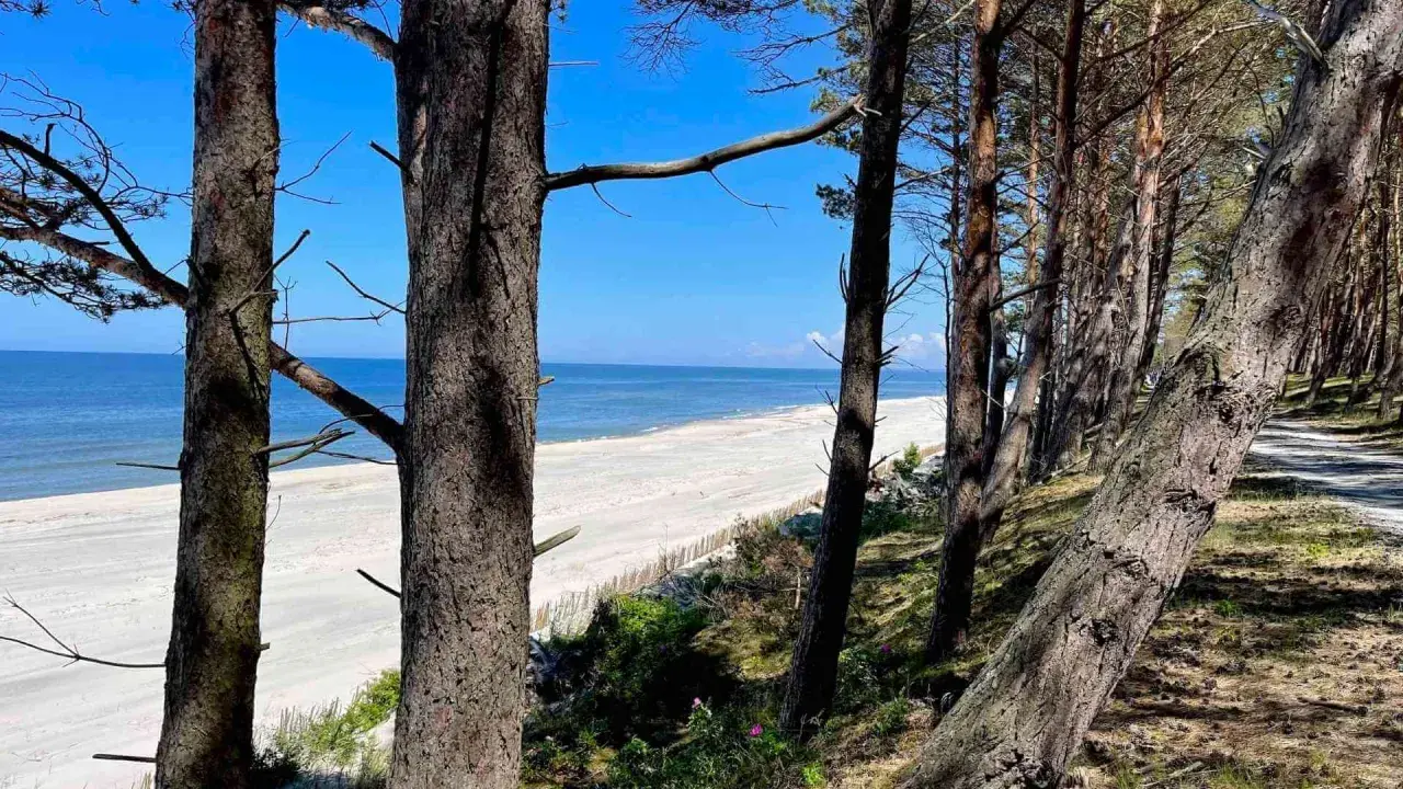Piękna plaża w Gdańsku Stegnie, widok przez sosnowy las na spokojne morze i piaszczysty brzeg.