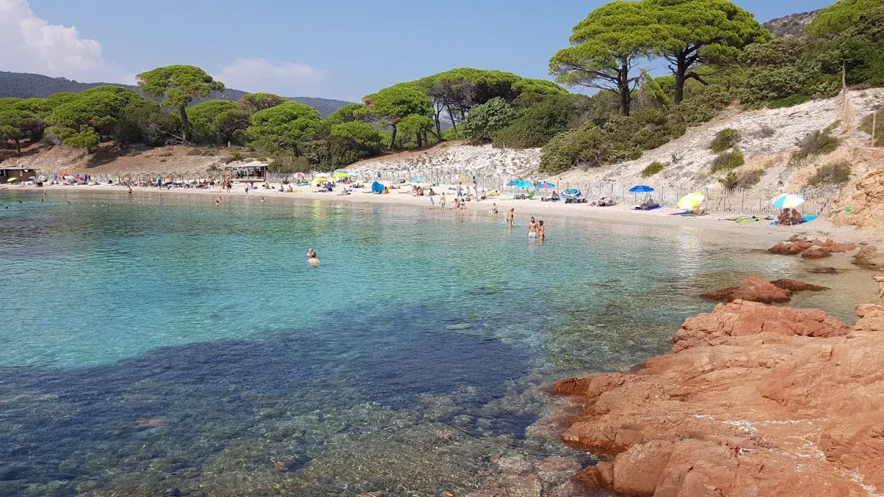 Słoneczna plaża Palombaggia z turkusową wodą, piaszczystym brzegiem, sosnami i turystami odpoczywającymi pod parasolami.